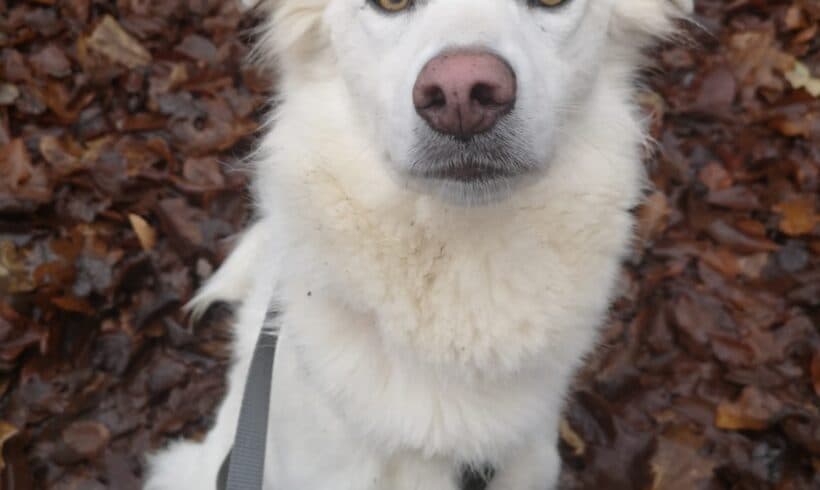 Mara - - Bild 3