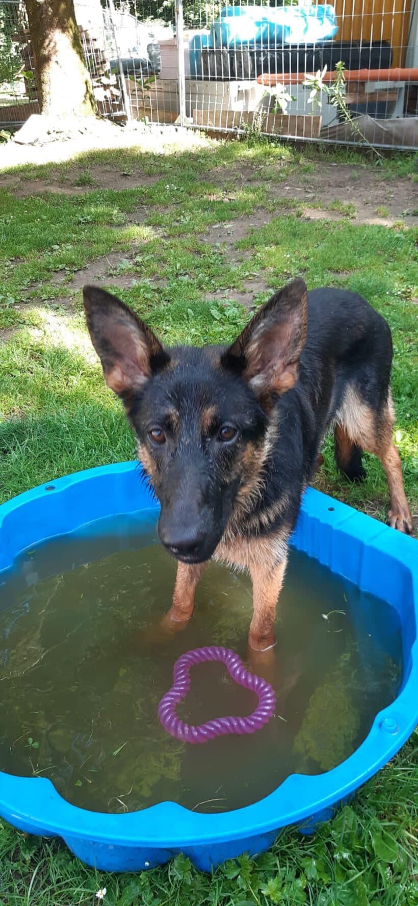 Cooper - Deutscher Schäferhund - Bild 2