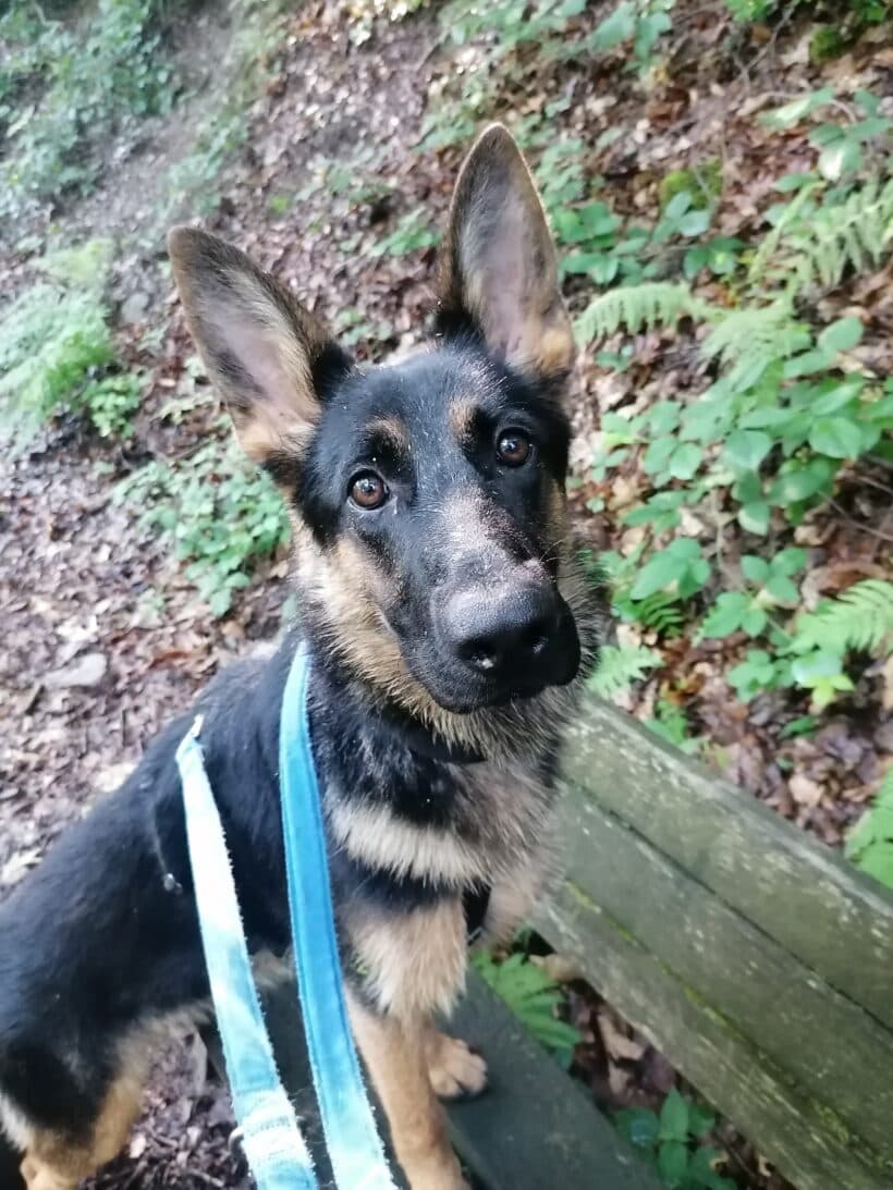 Cooper - Deutscher Schäferhund - Bild 1