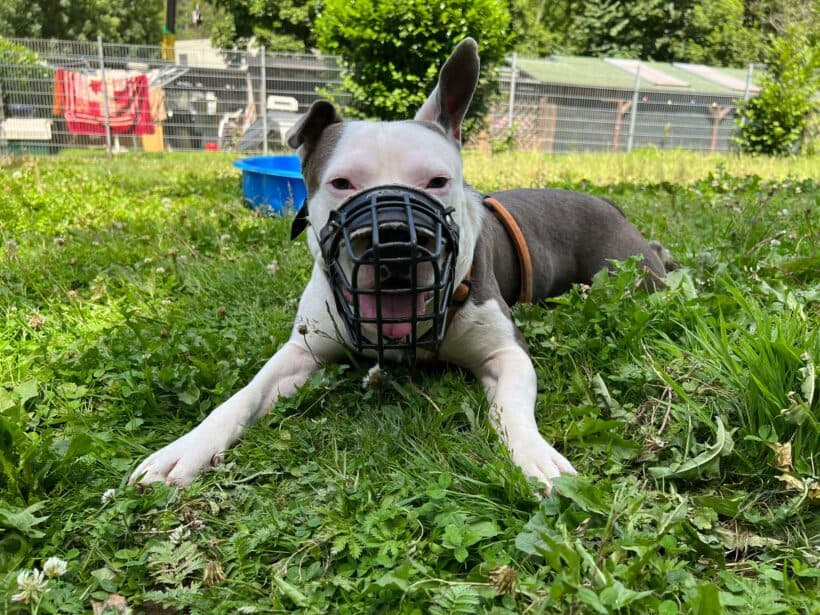 Heinrich - - Bild 4