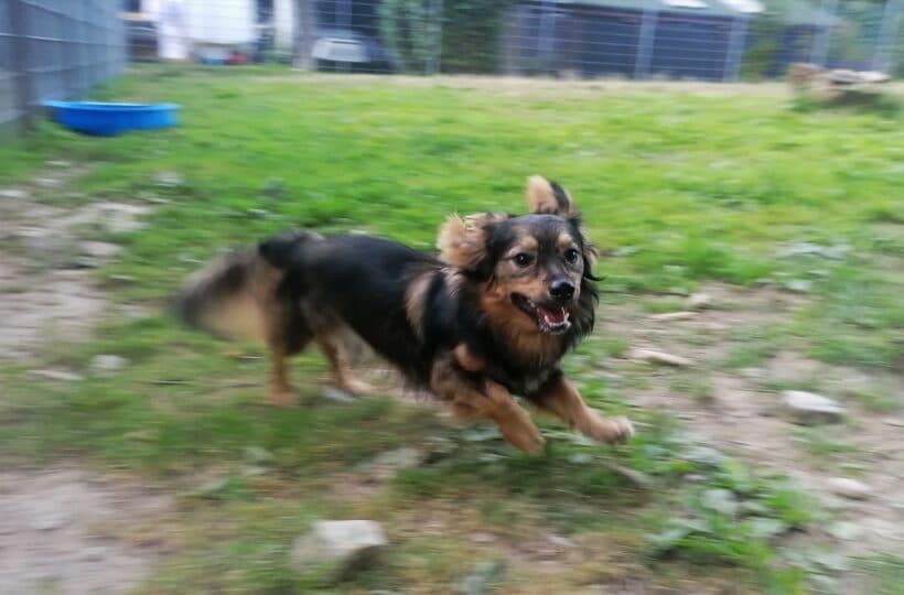 Lou - Dackel, Border Collie - Bild 4