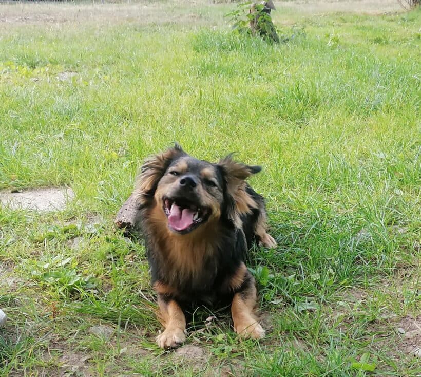 Dackel, Border Collie Lou