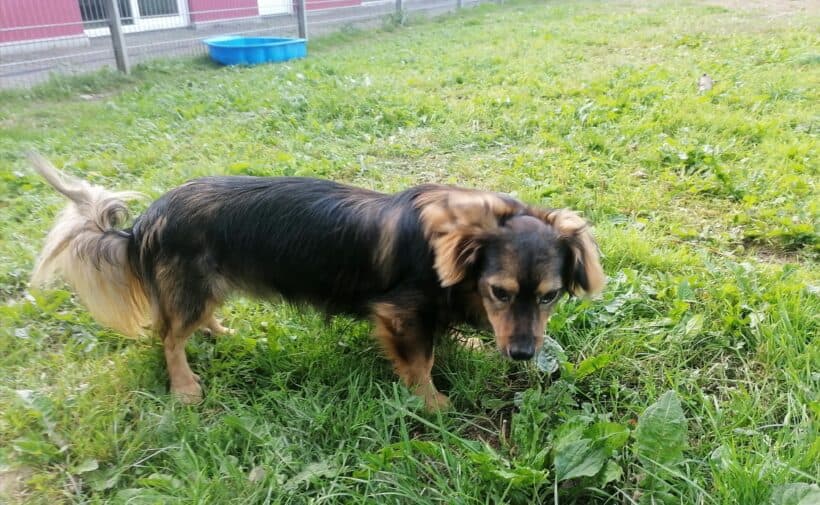 Lou - Dackel, Border Collie - Bild 2