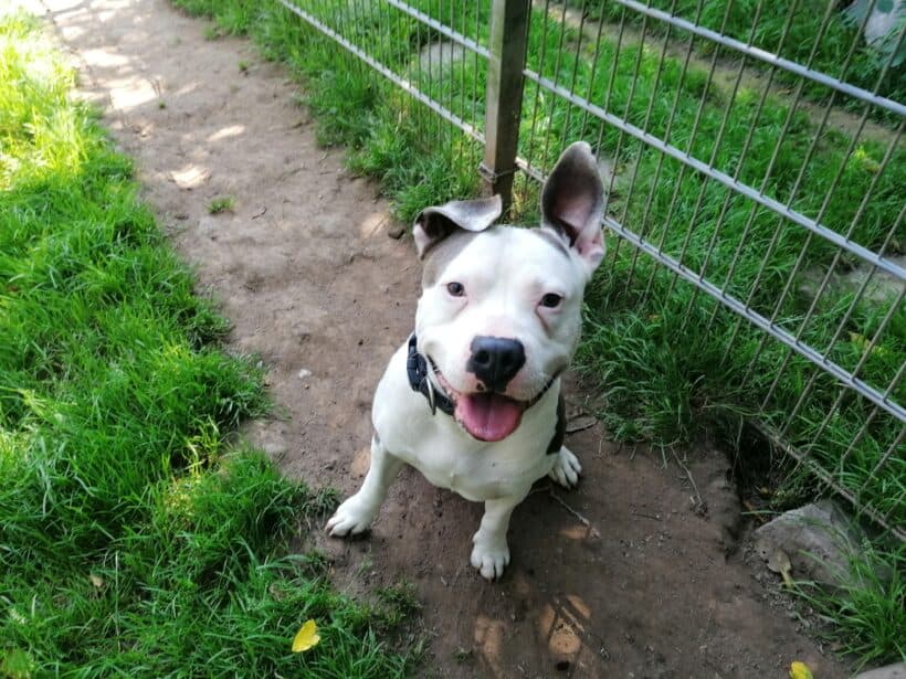 Heinrich - - Bild 2