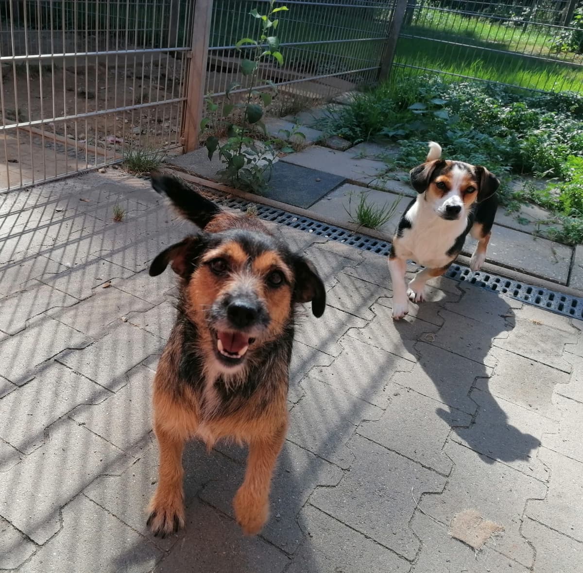 Casey - - Bild 1