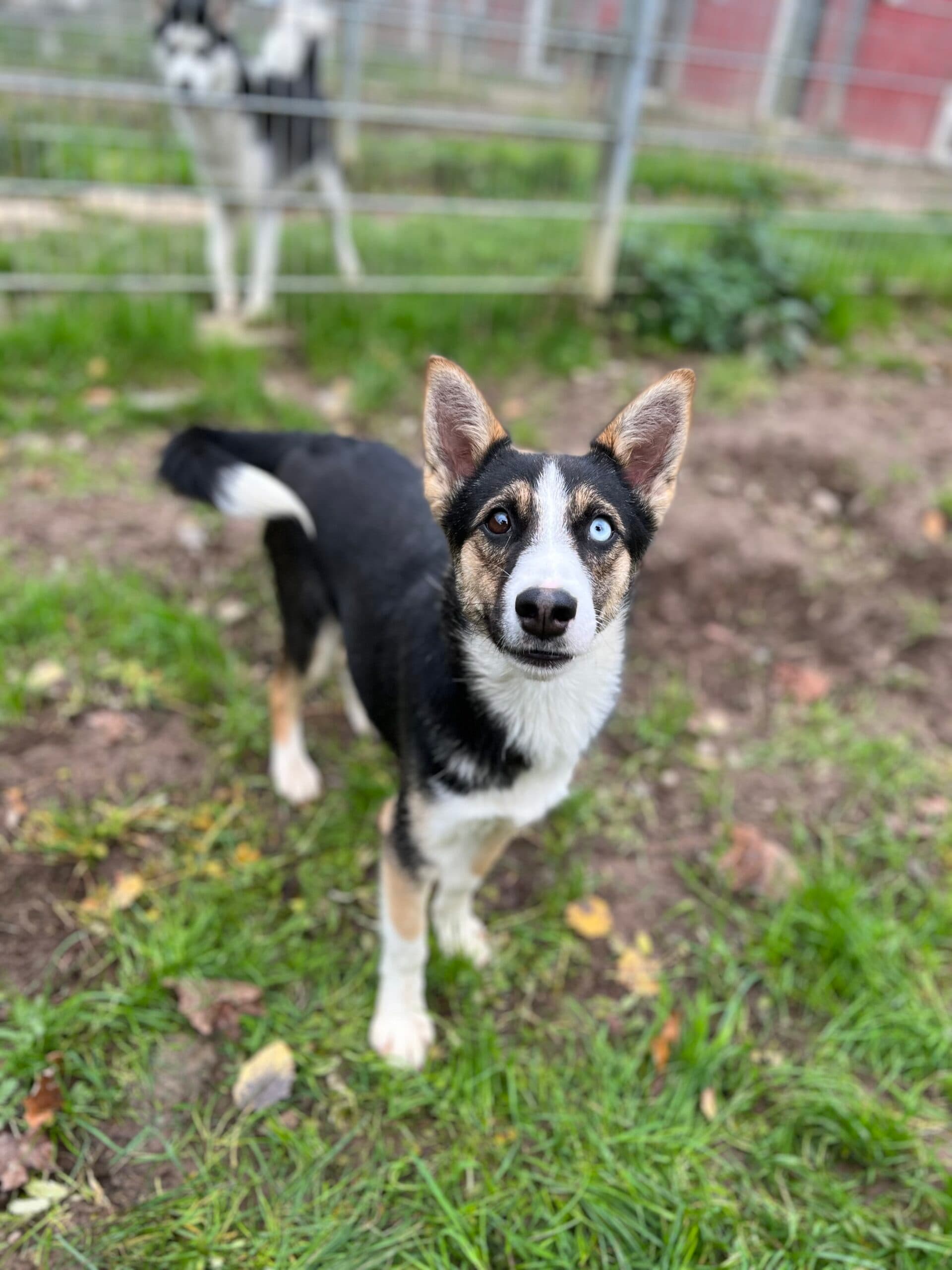 Siberian Husky-Mix Alicia