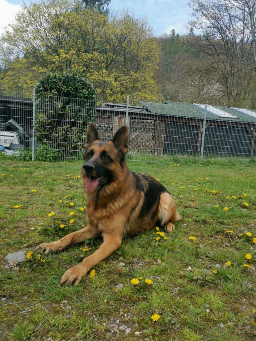 Samy - Deutscher Schäferhund - Bild 11