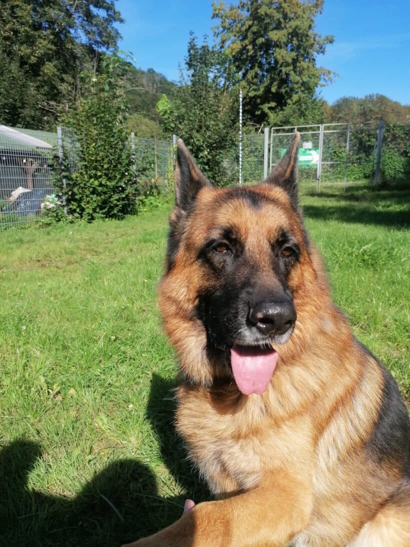 Samy - Deutscher Schäferhund - Bild 8