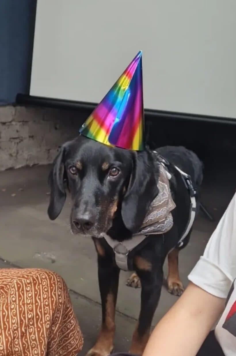 Luca - Deutscher Schäferhund - Bild 8