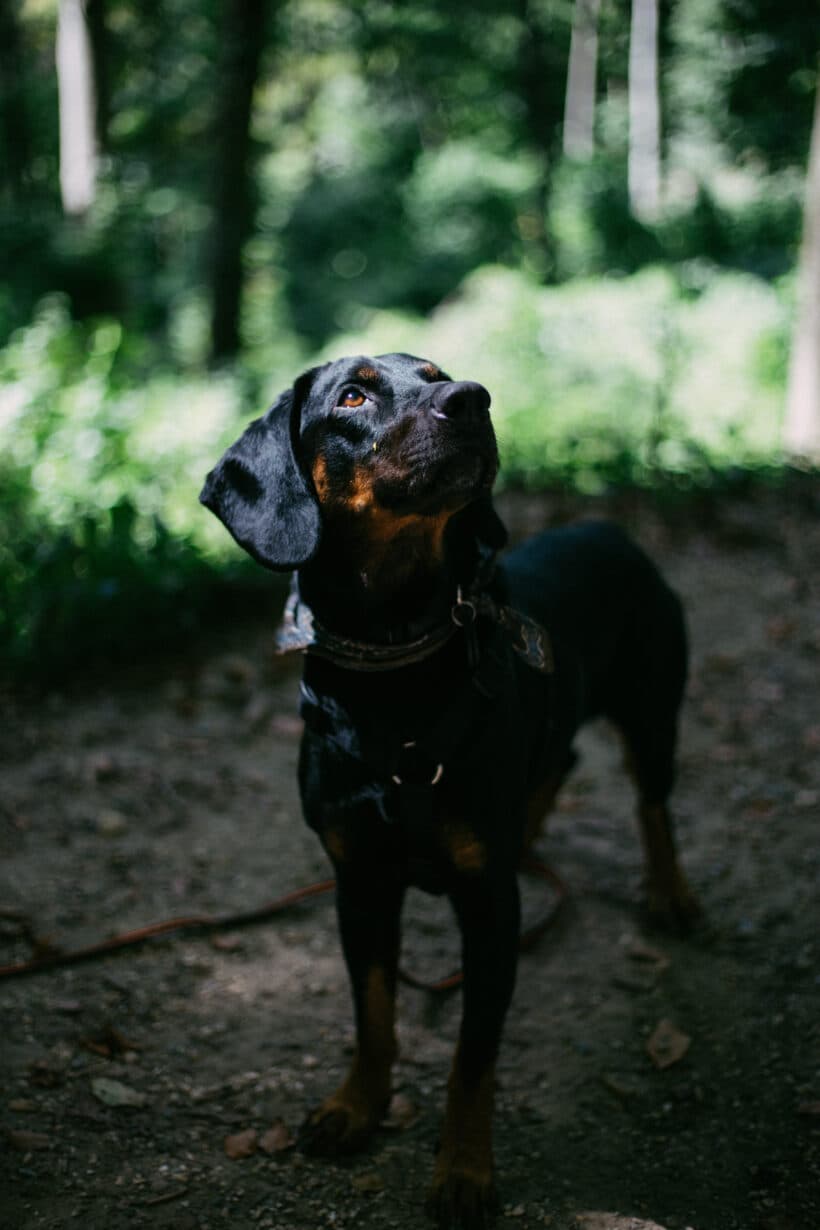 Luca - Deutscher Schäferhund - Bild 6