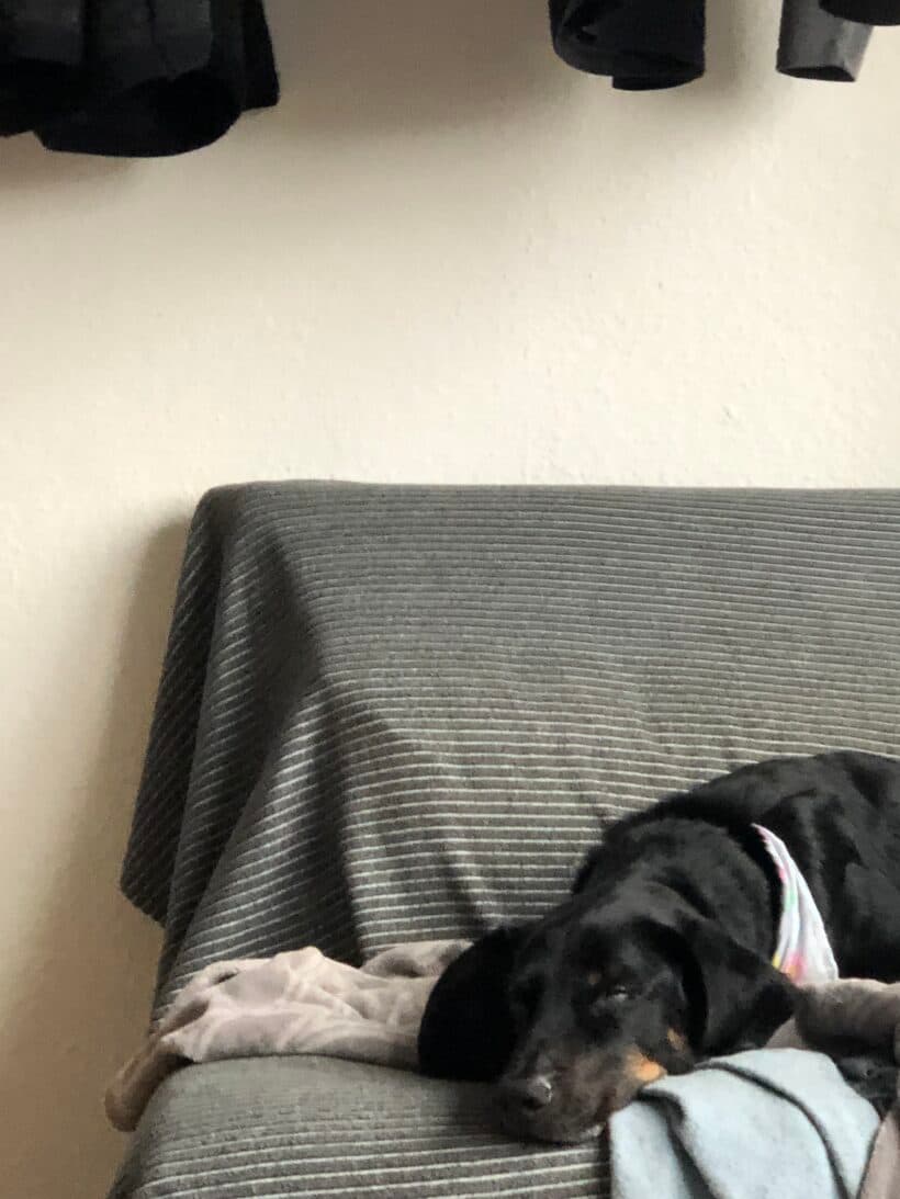 Luca - Deutscher Schäferhund - Bild 7