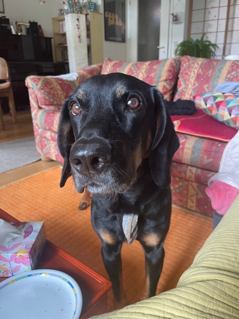 Luca - Deutscher Schäferhund - Bild 4