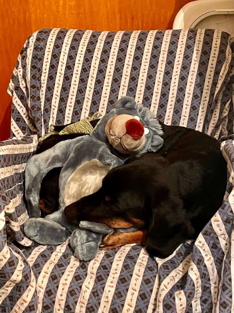 Luca - Deutscher Schäferhund - Bild 16