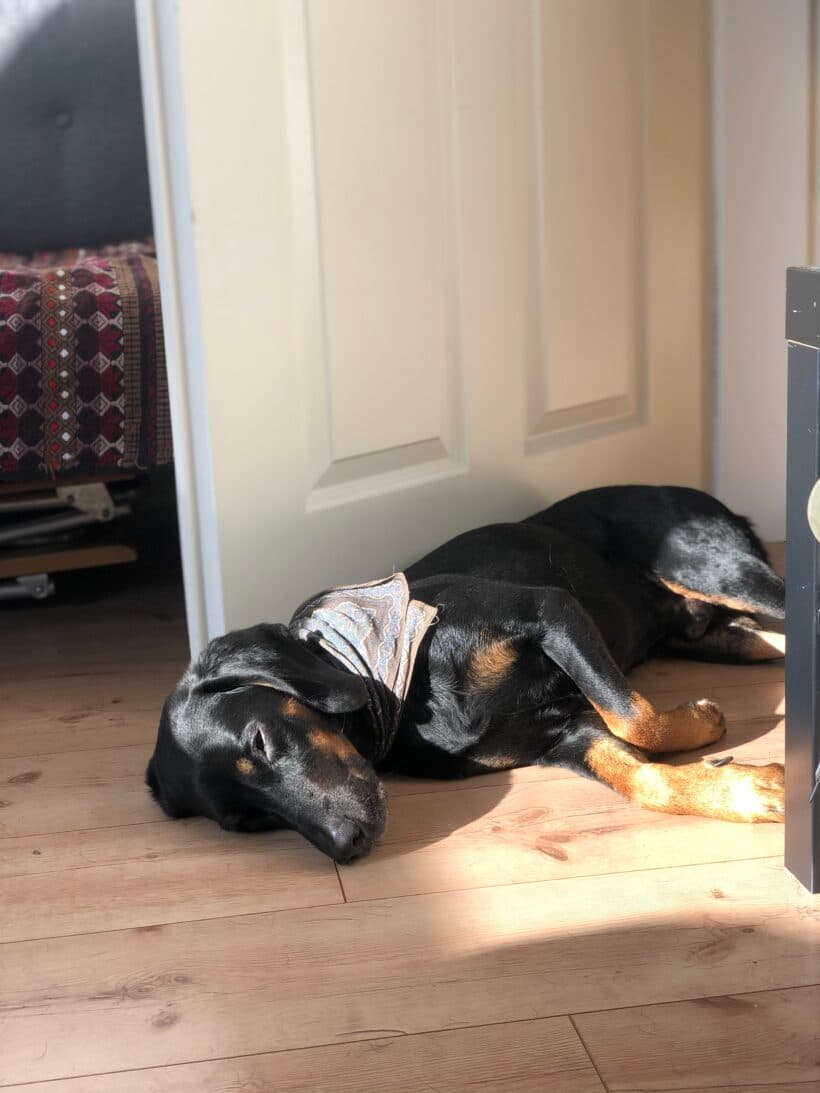 Luca - Deutscher Schäferhund - Bild 5