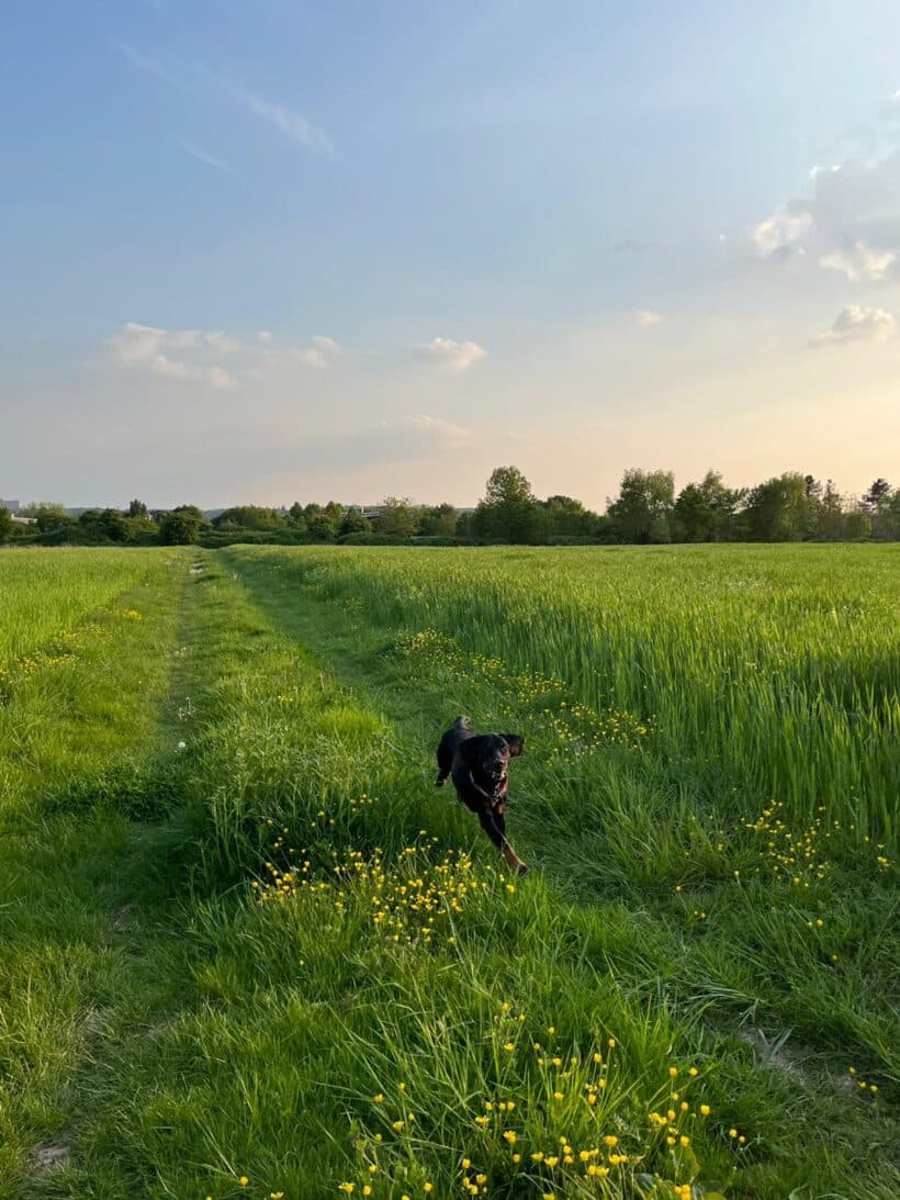 Luca - Deutscher Schäferhund - Bild 11