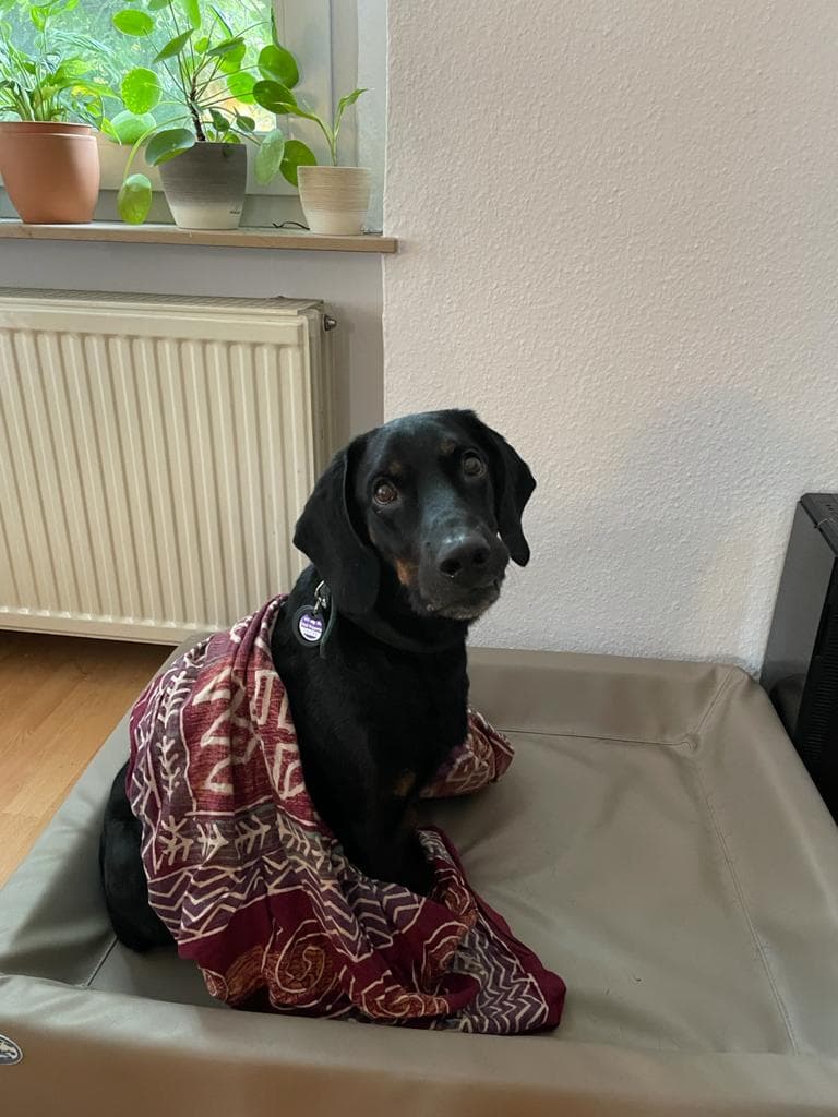 Luca - Deutscher Schäferhund - Bild 14