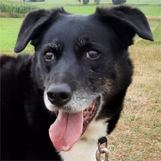 Border Collie-Mix Sammy