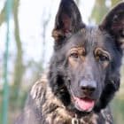 Toffee - Deutscher Schäferhund - Bild 3