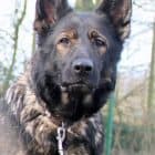 Toffee - Deutscher Schäferhund - Bild 7