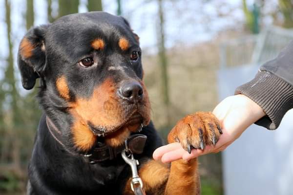 Elfriede - Rottweiler - Bild 8