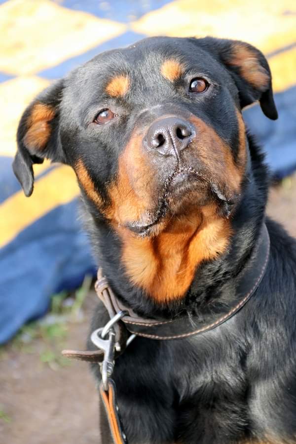 Elfriede - Rottweiler - Bild 4