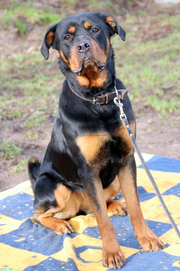Elfriede - Rottweiler - Bild 2