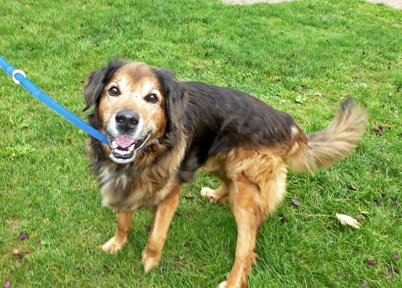 Deutscher Schäferhund-Mix Opa blacky