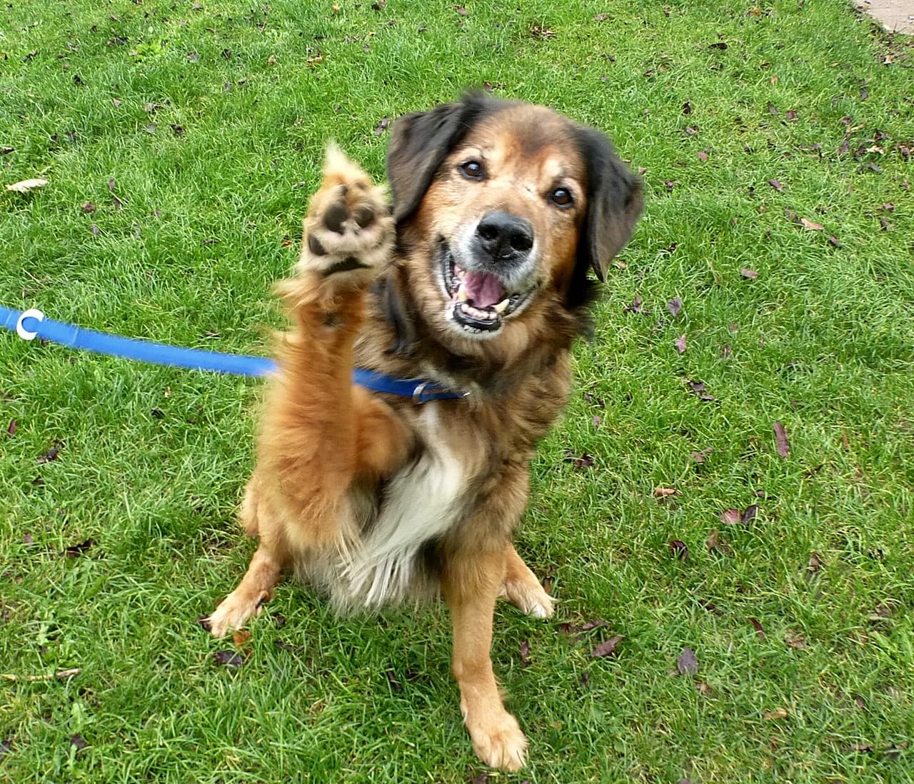 Opa blacky - Deutscher Schäferhund - Bild 9