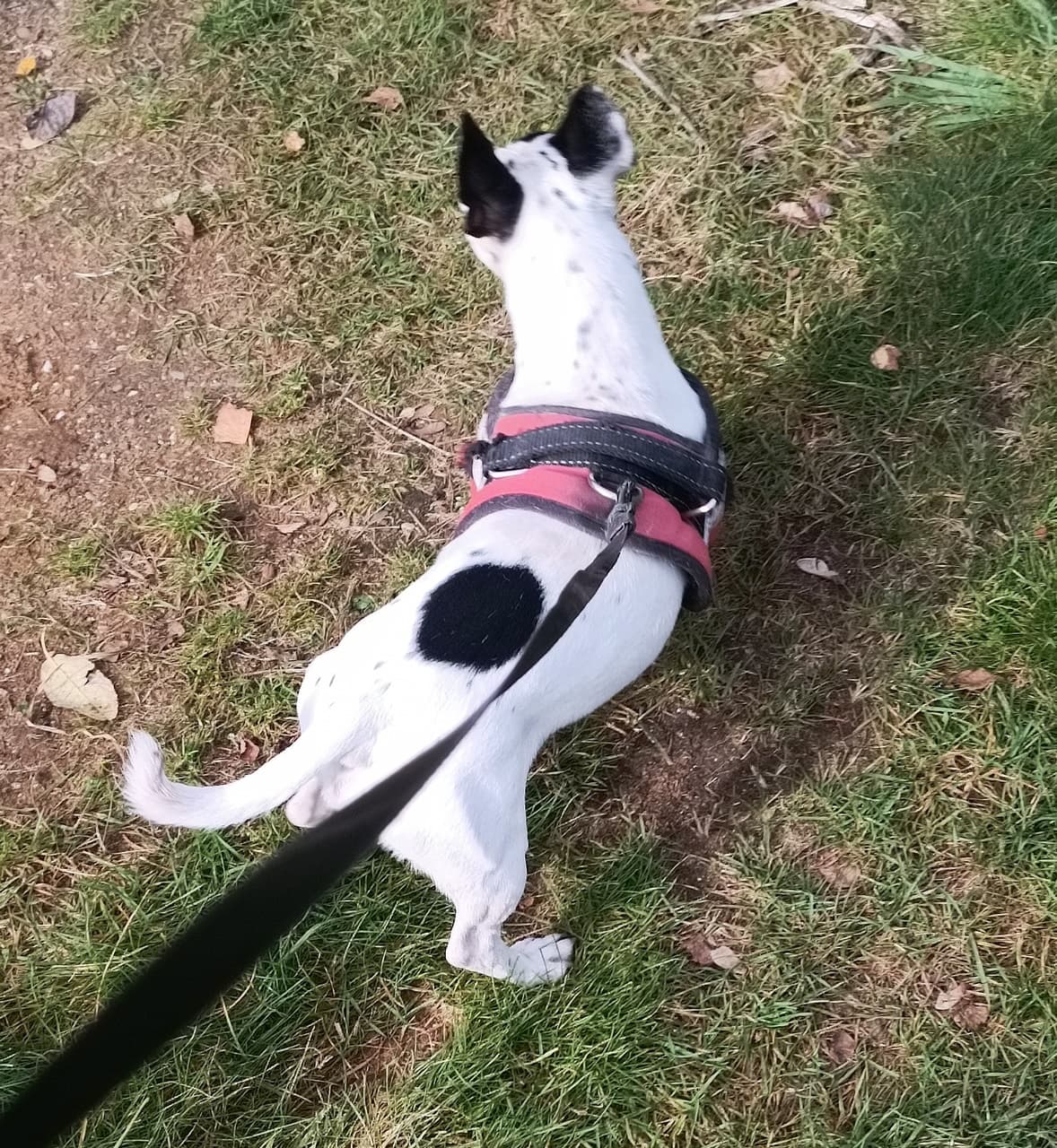 Jack - Jack Russell Terrier - Bild 8