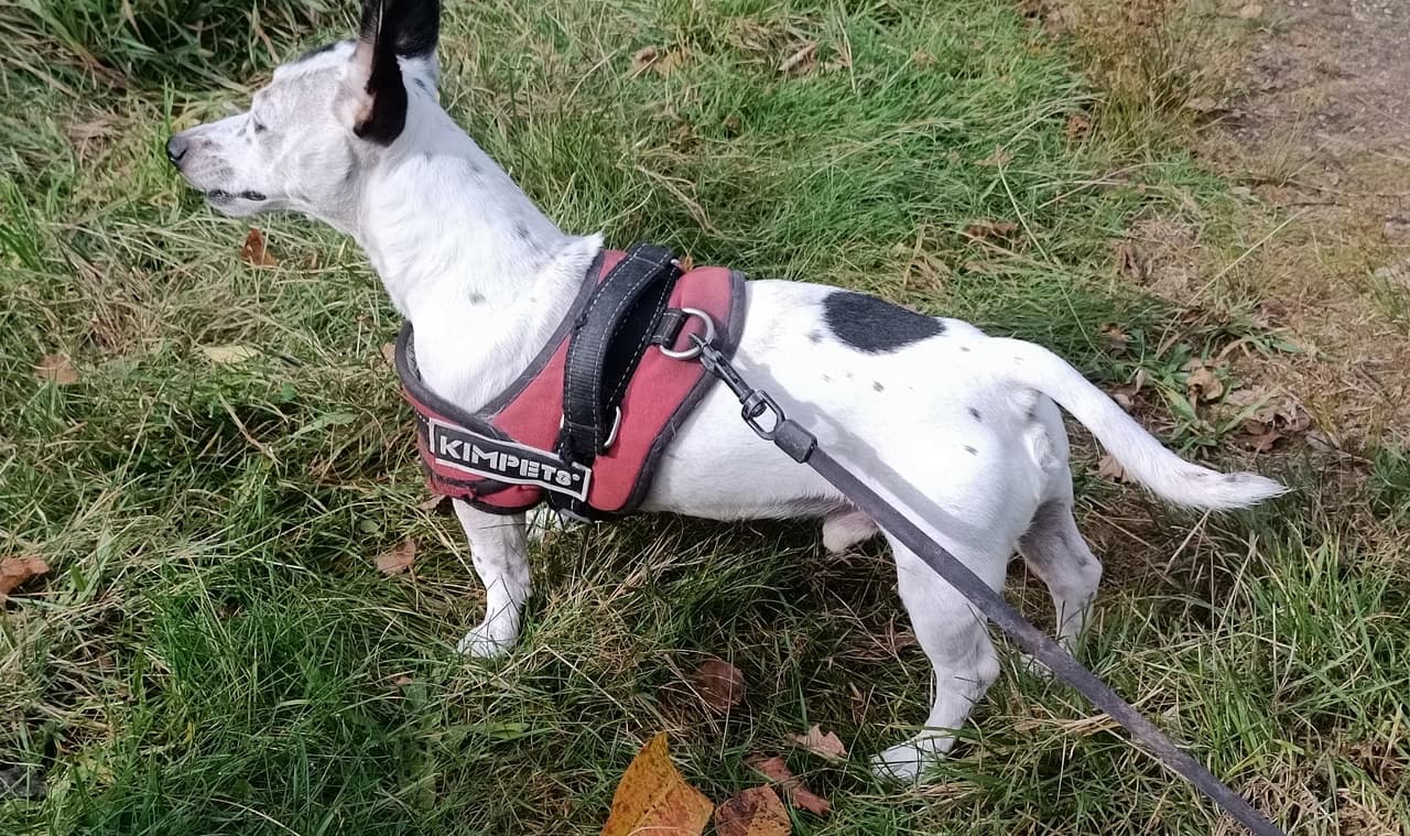 Jack - Jack Russell Terrier - Bild 4
