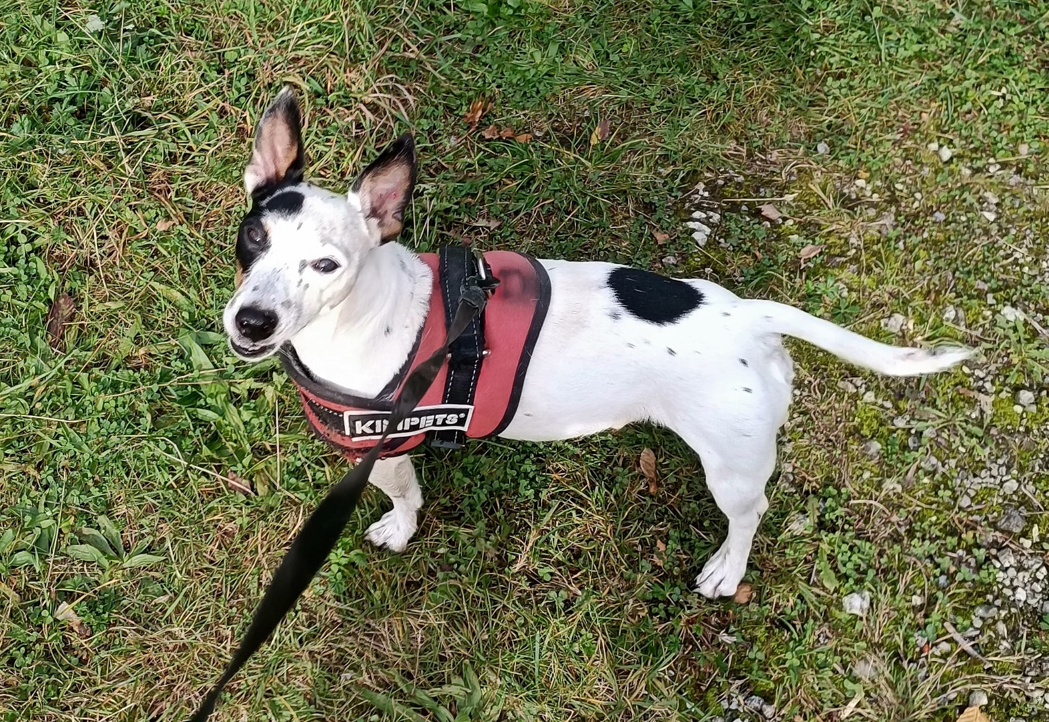 Jack - Jack Russell Terrier - Bild 11