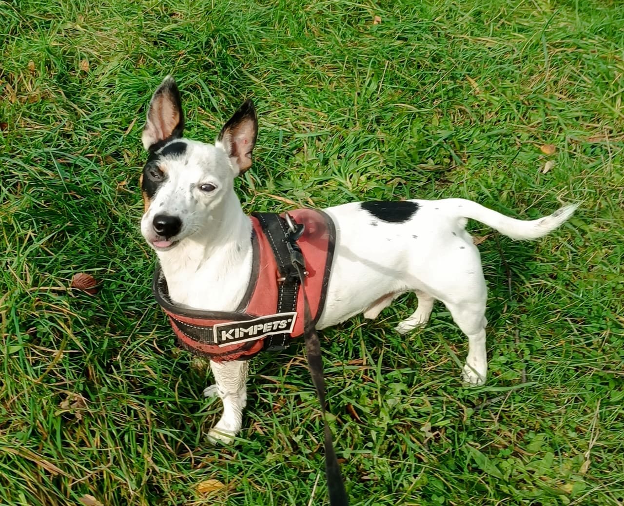 Jack - Jack Russell Terrier - Bild 5