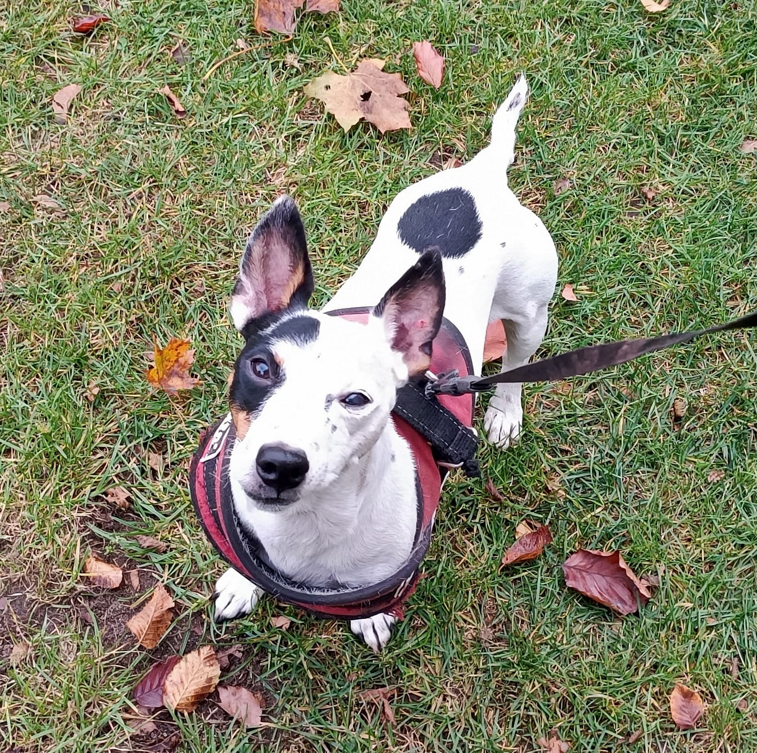 Jack - Jack Russell Terrier - Bild 13