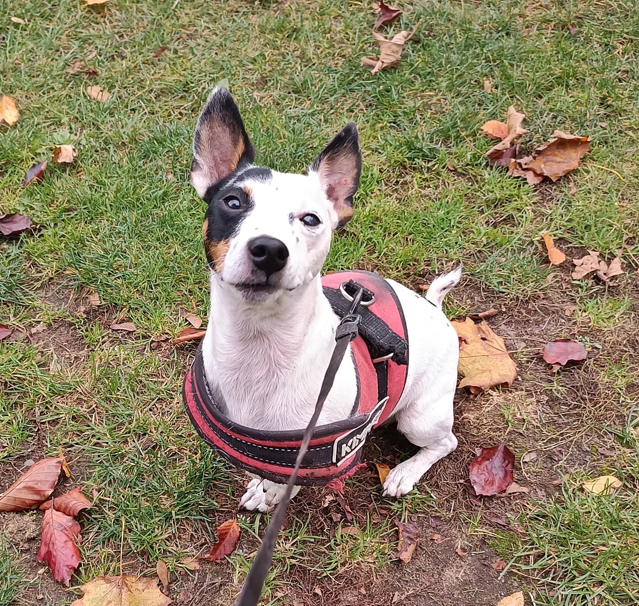 Jack - Jack Russell Terrier - Bild 6