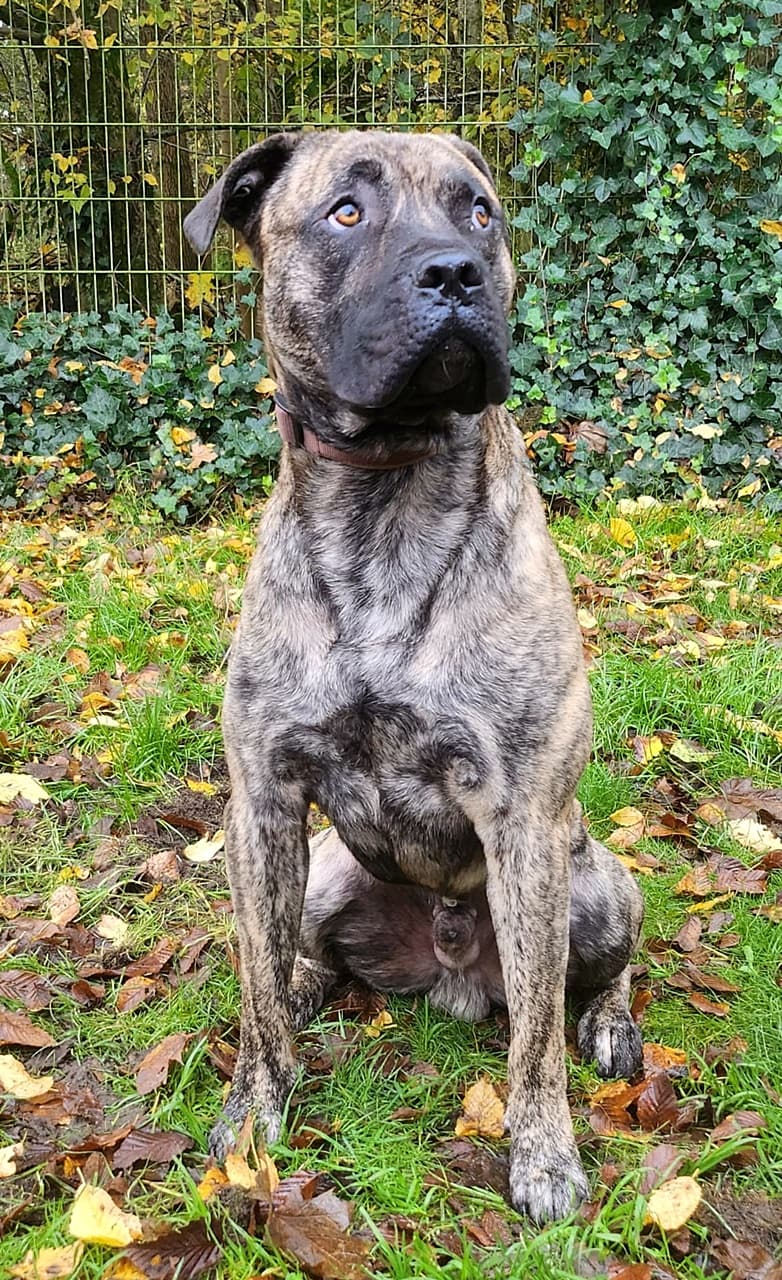 Knutschkugel baba - Deutsche Dogge - Bild 12