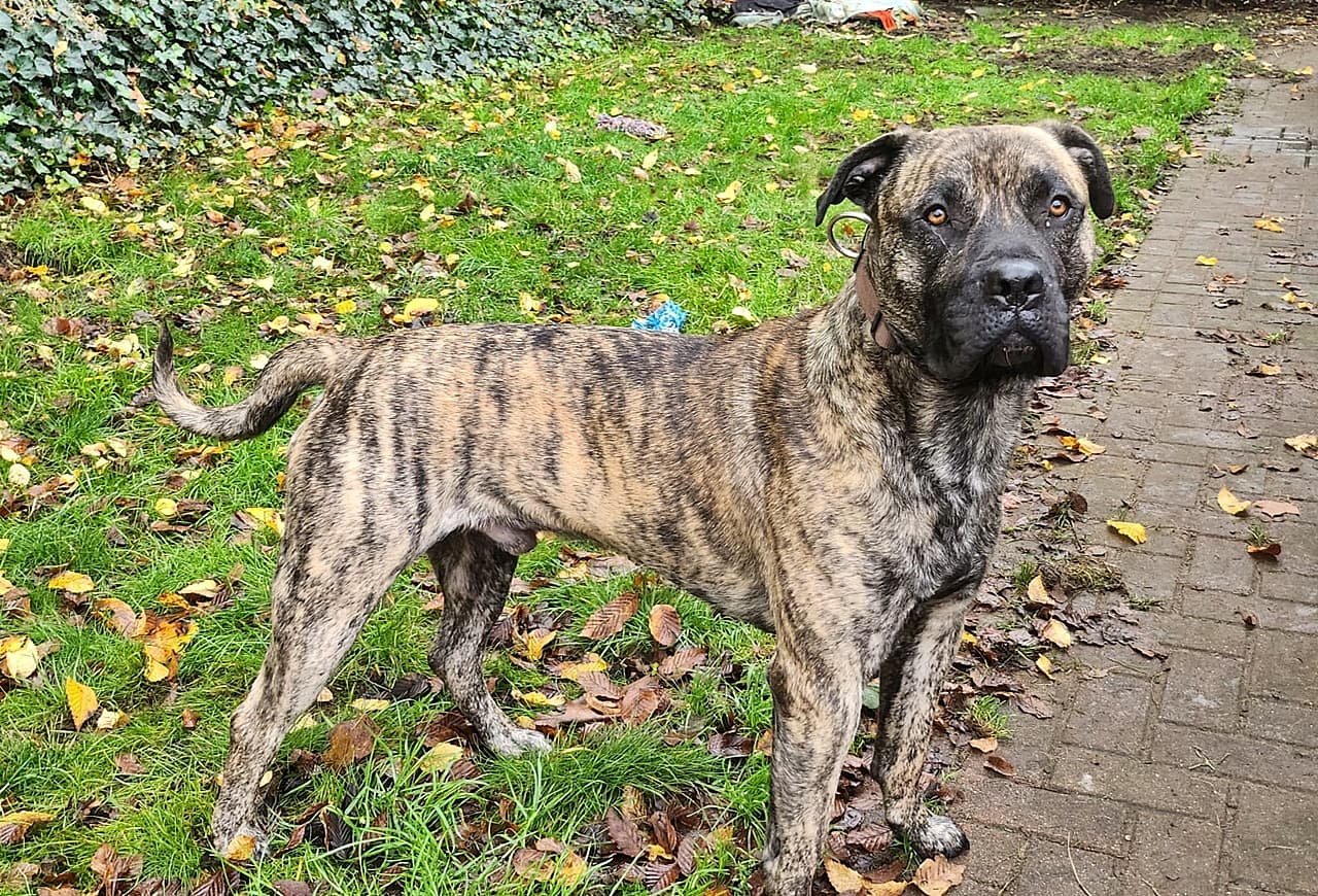 Knutschkugel baba - Deutsche Dogge - Bild 3