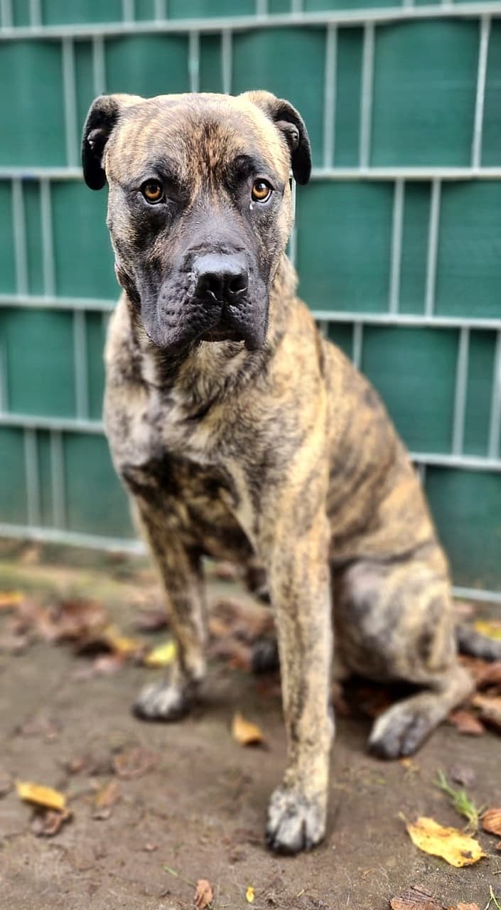 Knutschkugel baba - Deutsche Dogge - Bild 9