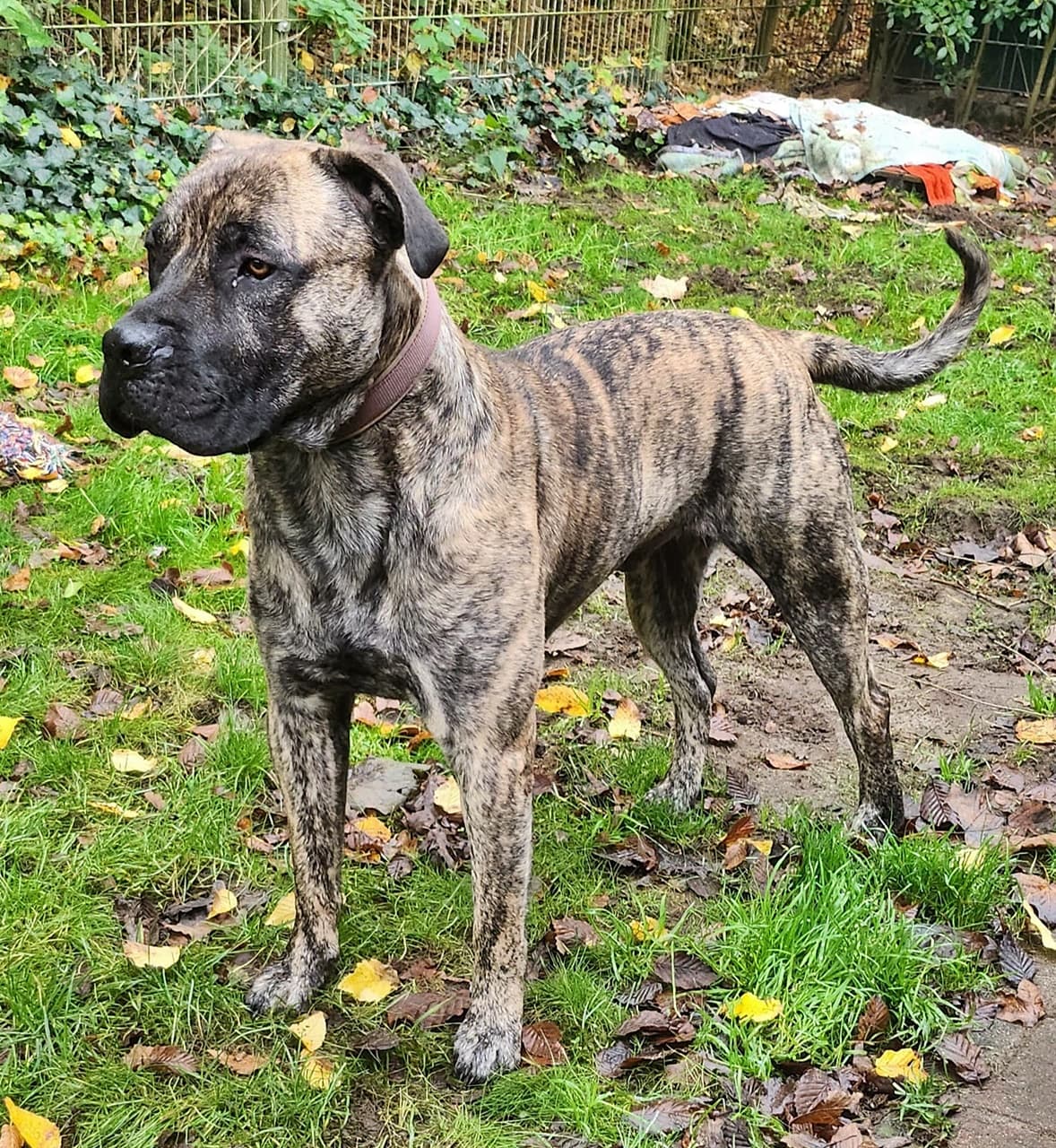 Knutschkugel baba - Deutsche Dogge - Bild 18