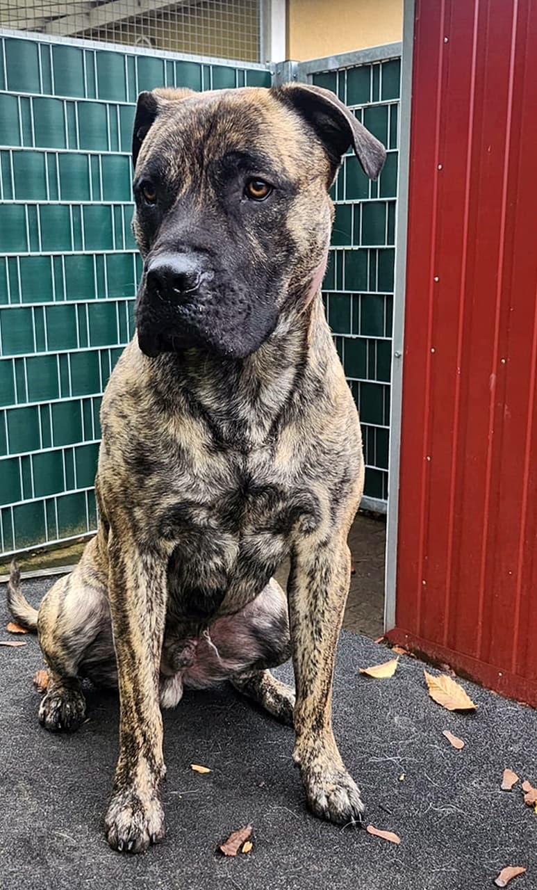 Knutschkugel baba - Deutsche Dogge - Bild 10