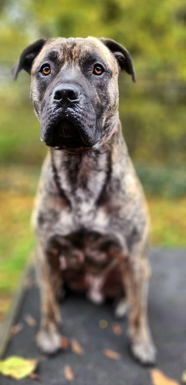 Knutschkugel baba - Deutsche Dogge - Bild 5