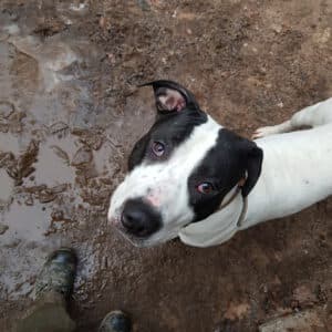 Cookie - American Staffordshire Terrier - Bild 3