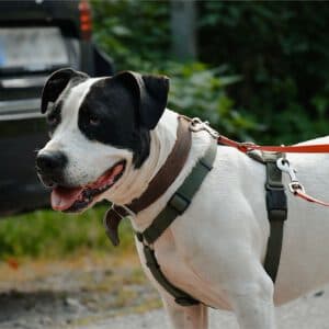 Cookie - American Staffordshire Terrier - Bild 11