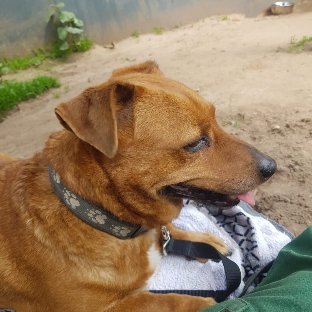 Buddy - Dackel - Bild 6