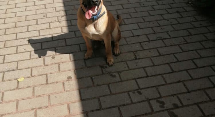 Belgischer Schäferhund-Mix Blaze