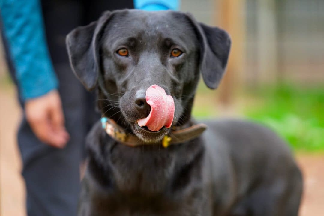 Paddy - Labrador Retriever - Bild 2