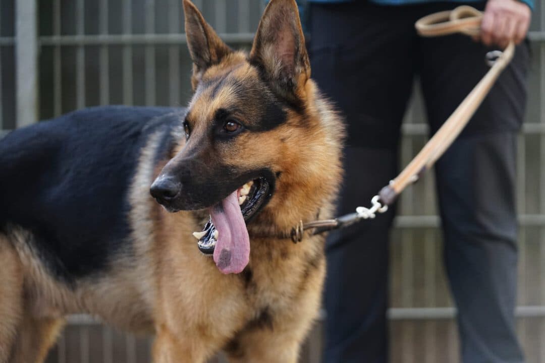 Kodi - Deutscher Schäferhund - Bild 6