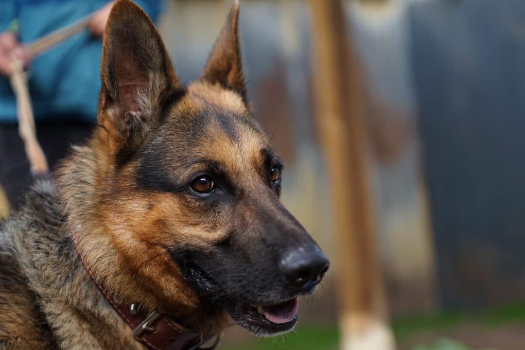 Kodi - Deutscher Schäferhund - Bild 5