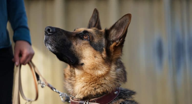 Kodi - Deutscher Schäferhund - Bild 1