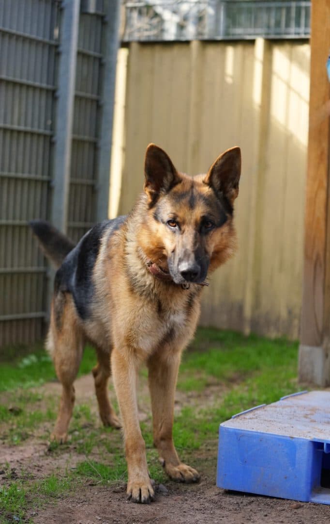 Kodi - Deutscher Schäferhund - Bild 4