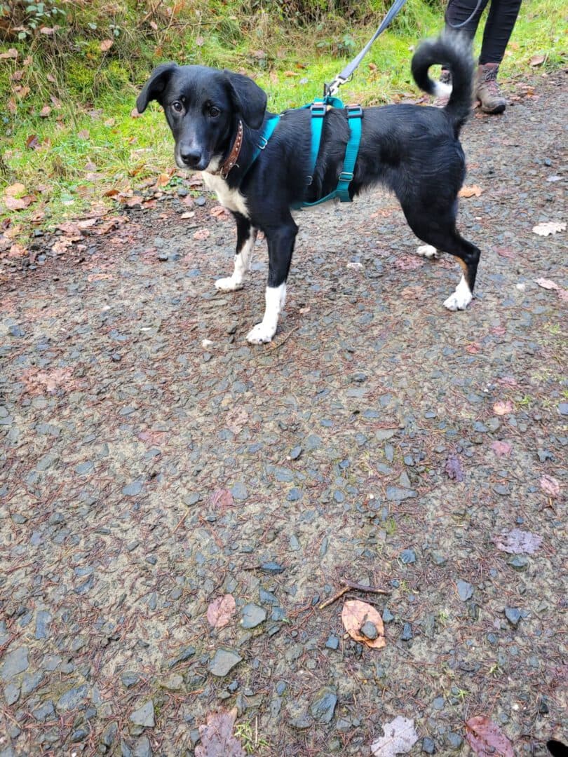 Alma - Border Collie - Bild 3